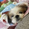 【募集一旦停止します】シーズー 穂花ちゃん サムネイル7
