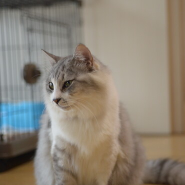 アニマルレスキュー看板ねこです