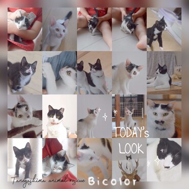 の写真