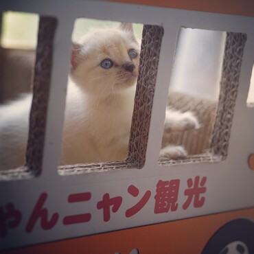 食べれなくなって死んでしまった殿くんです。猫を捨てないで