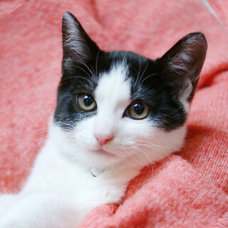 大人猫さんが大好き！甘えん坊☆しゃ～み～ちゃん