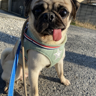 元気いっぱい甘えん坊♡Voyager