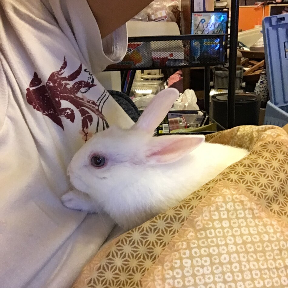 おもちちゃんのカバー写真