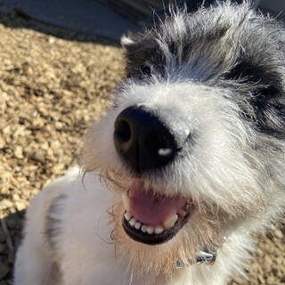 さみしんぼのシャイガール☆Spica