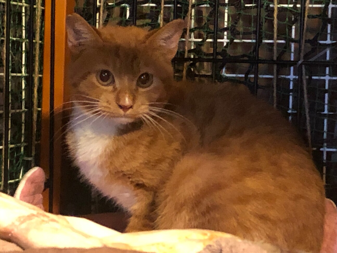 幸運を呼ぶ六本指猫 白い 埼玉県 猫の里親募集 3992 ペットのおうち 月間利用者150万人