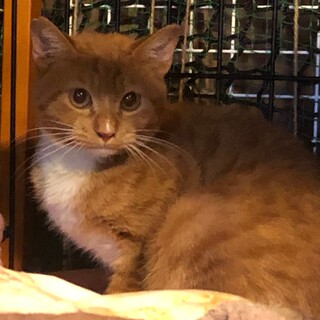 幸運を呼ぶ六本指猫。白いソックスとエプロンの茶トラ