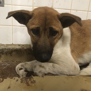 センターに収容され19日の朝までが期限です