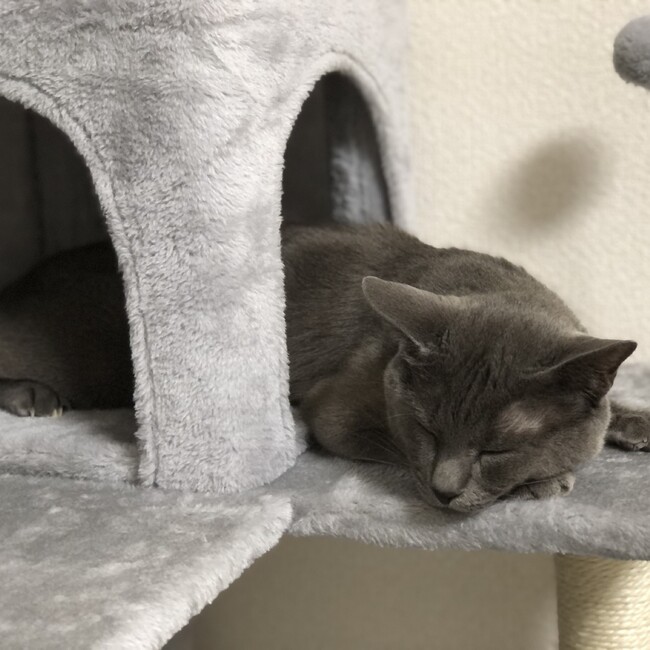 チョビムギのカバー写真