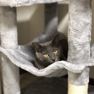 キャットタワーで遊びます