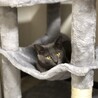 キャットタワーで遊びます