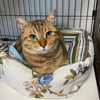 茶系キジトラ　甘えたいけどちょっと怖がりな男の子