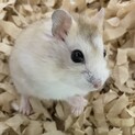 ジャンガリアンハムスター(プディング)里親募集中