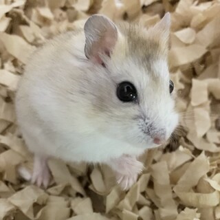 ジャンガリアンハムスター(プディング)里親募集中