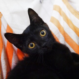 長いしっぽくりくりおめめ☆黒猫ネルちゃん