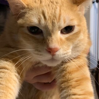 代理で募集茶トラ