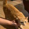 代理で募集茶トラ サムネイル2