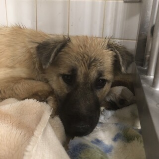 センターに収容され19日の朝までが期限です