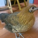 アローカナ、4ヶ月メス