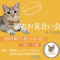 ねこのお見合会