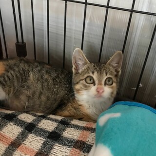 ありがとうございました★雉三毛コーラスちゃん