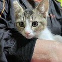 子猫3匹保護しています。