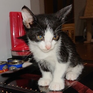 かわいがっていただける方よろしくお願いします。