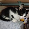 かわいがっていただける方よろしくお願いします。 サムネイル2