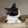 かわいがっていただける方よろしくお願いします。 サムネイル3