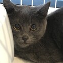 ロシアンブルーMIX子猫