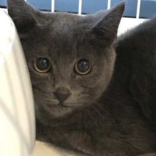 ロシアンブルーMIX子猫