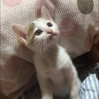 幸せにしてくださる方募集