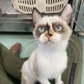 ご縁がないシャムの子