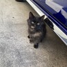 モフモフの子猫です サムネイル2