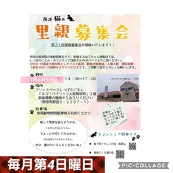 保護猫の里親募集会　in 大阪南部、熊取町