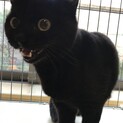 クロネコちゃんならここですよ！