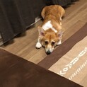 コーギー1歳　ラプ