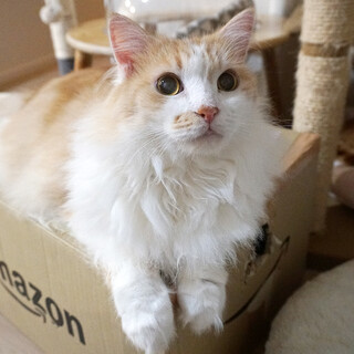 人が大好き！穏やかで優しい長毛の男の子