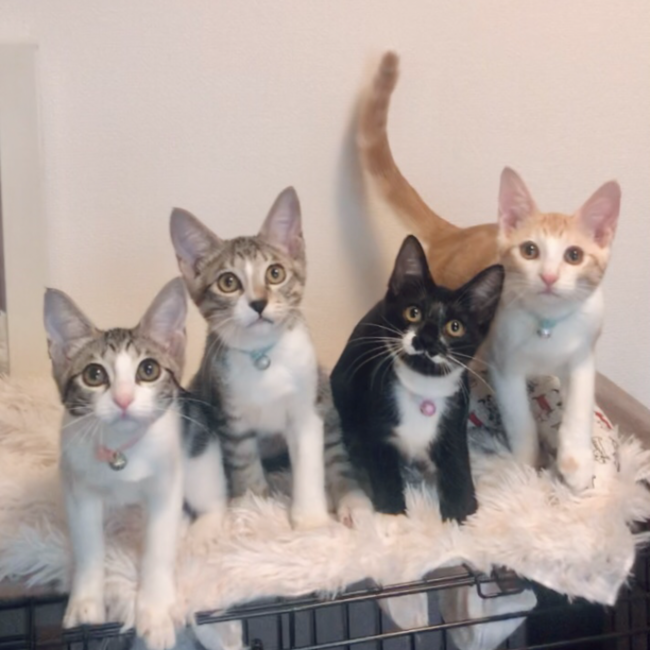 マタタビハイサイのカバー写真