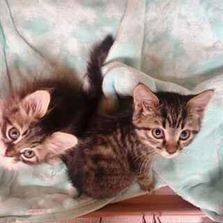 11/21西千葉ෆ⃛美形２兄妹ෆ⃛めかぶちゃん