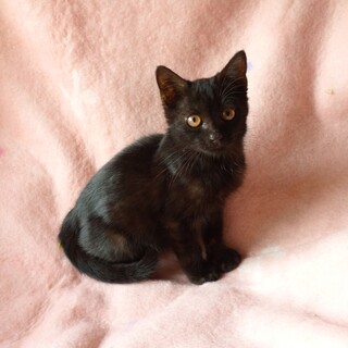 人なつこく食欲旺盛な男の子　トイレも完璧です！