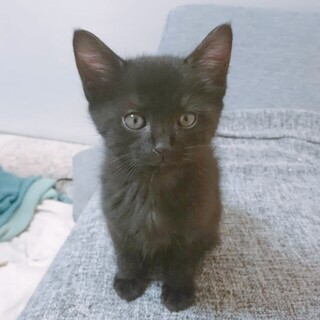 11/21西千葉ෆ⃛やんちゃな黒猫ෆ⃛ろっくくん