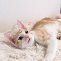 フレンドリーで透明感のある美しさ♡オベリくん3ヶ月