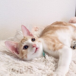 フレンドリーで透明感のある美しさ♡オベリくん3ヶ月