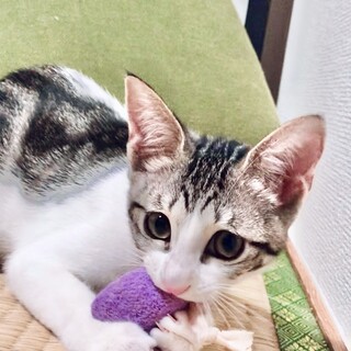 アメショ柄のベビーフェイス♡リベリちゃん3ヶ月