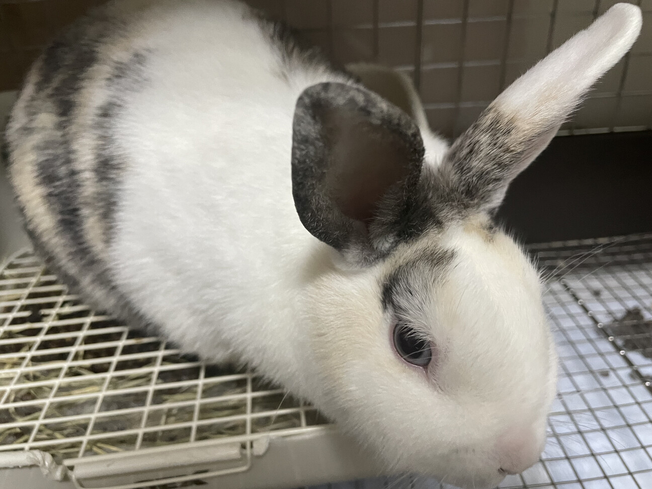 大人しいミニウサギちゃん 1歳 東京都 小動物の里親募集 ペットのおうち 月間利用者150万人
