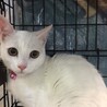 テンちゃま