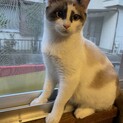 生後5ヶ月の元野良猫ちゃん♪