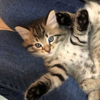 長毛系フワフワキジトラ模様(雄) (No1)