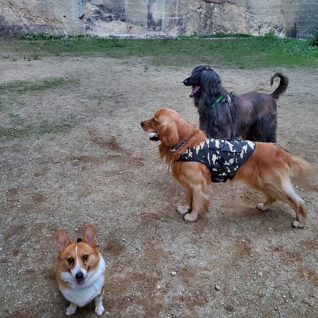 スナイパーレオのカバー写真
