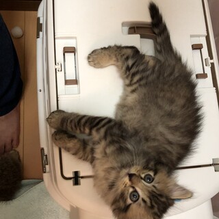 長毛系フワフワキジトラ模様(雌) (No2)